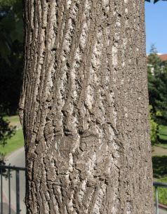 A picture of bark 