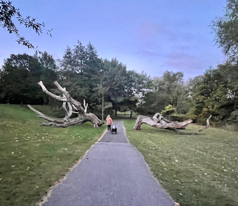 cut in half oak tree