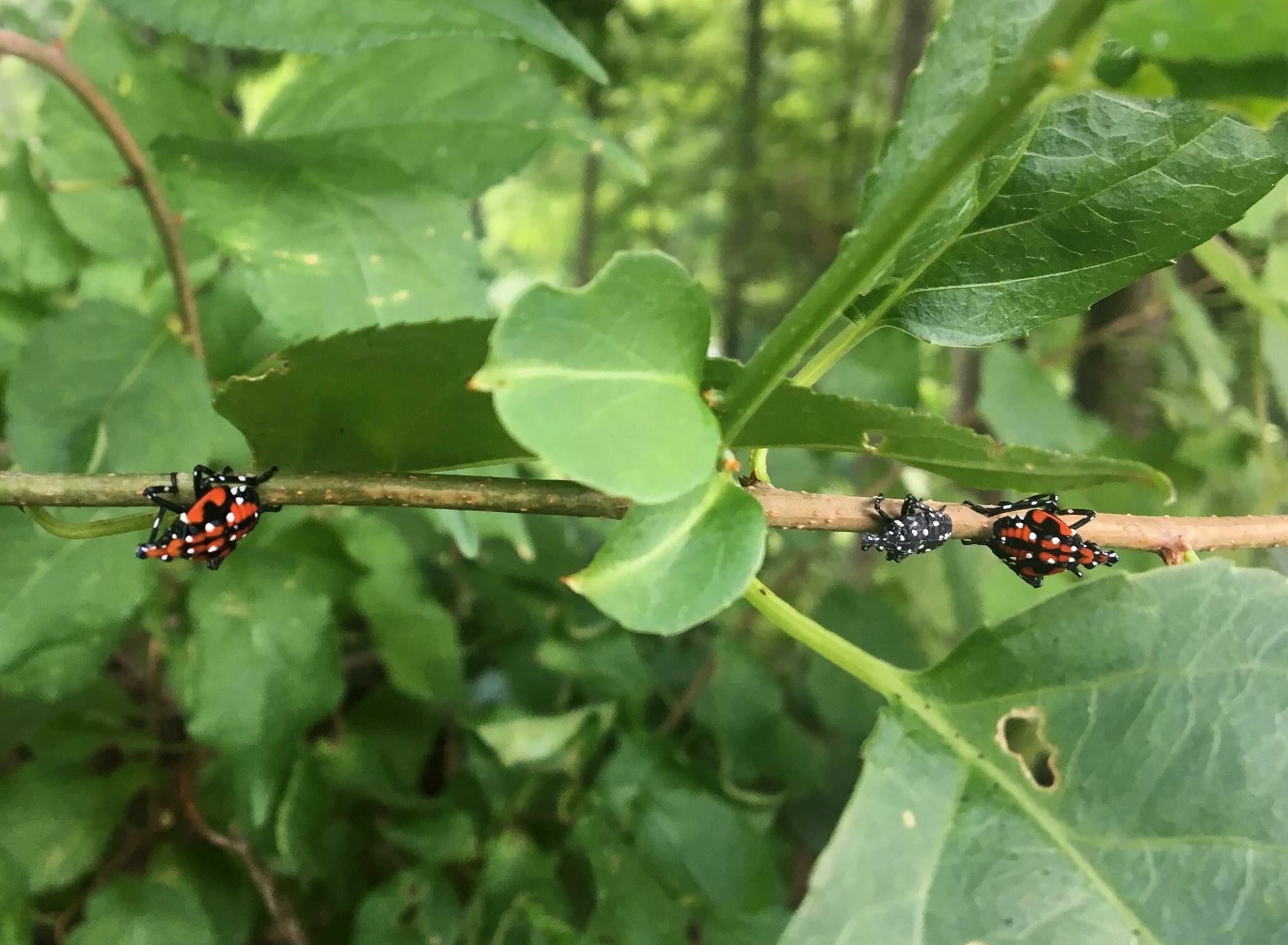 immature spotted lanternfly nymph