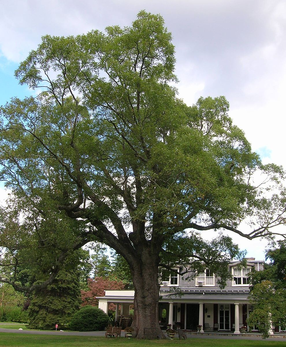 old oak tree