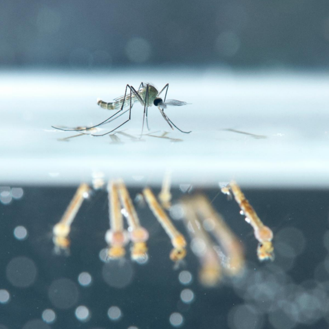 Close up on a Mosquito