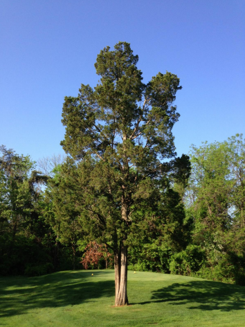 Photo of a tree