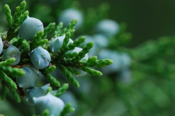 Close up on fruit 