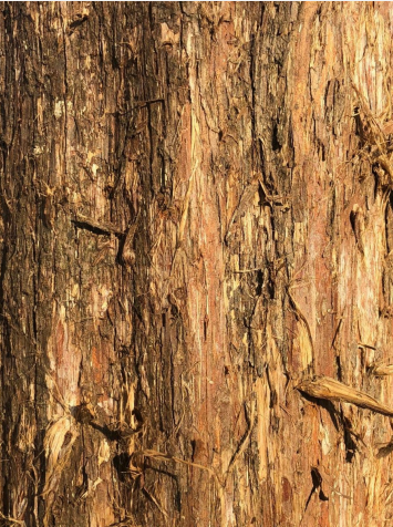 Close up on bark