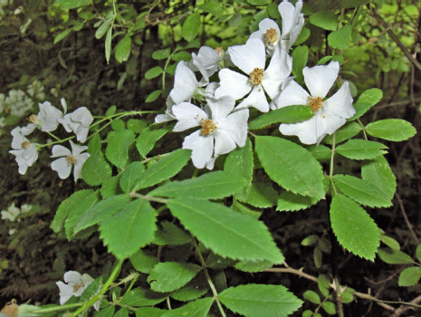 Multiflora rose in bloom