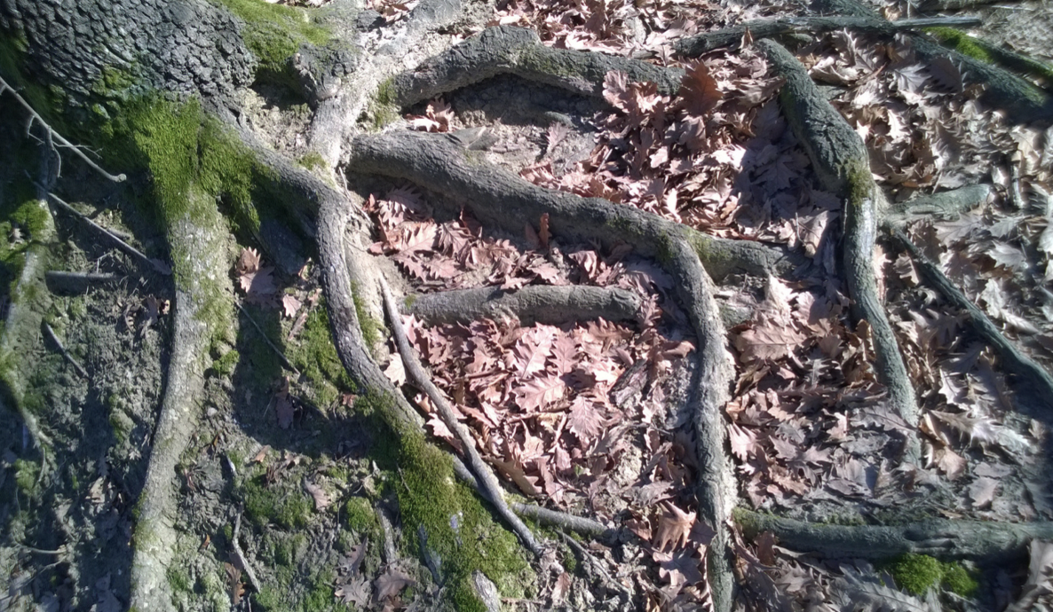 oak tree roots