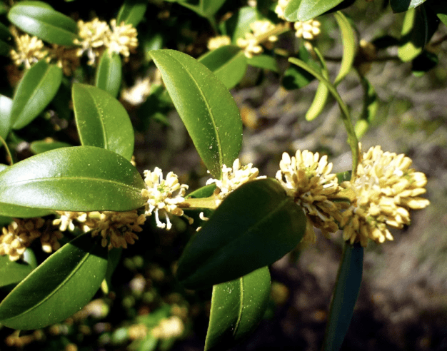 A small three-lobed capsule.