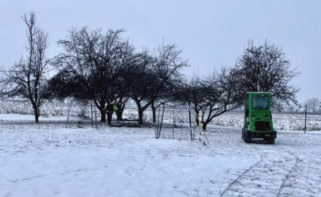 trees in winter