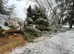 trees and snow