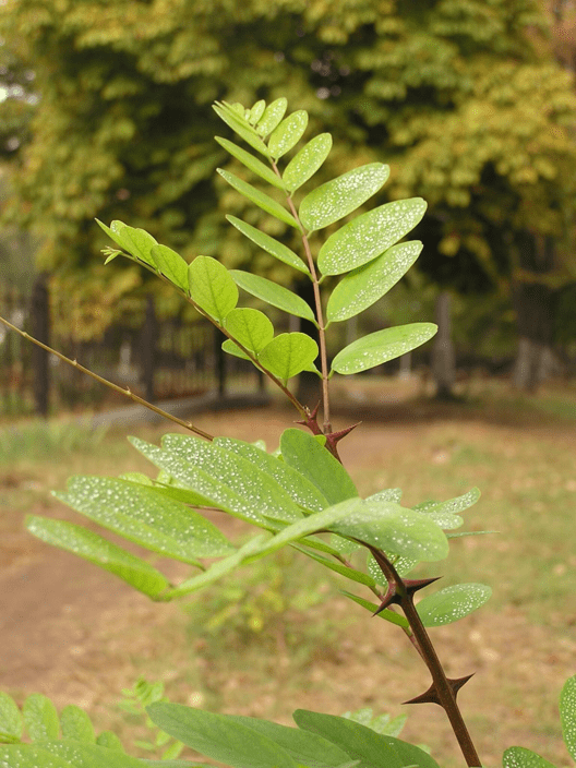 thorns on Black Locust