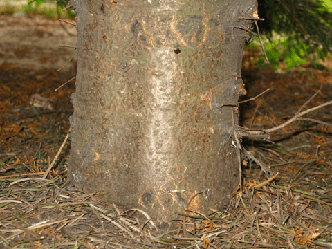 abies concolor bark