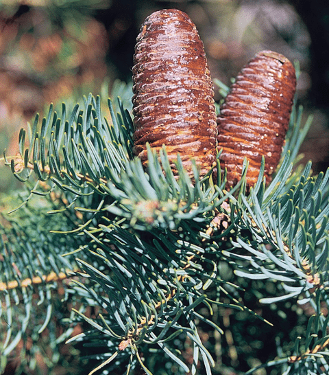 abies concolor cones