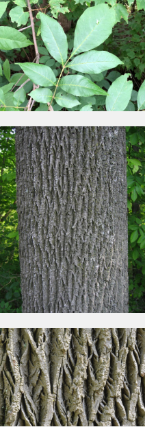 collage close up of white ash tree
