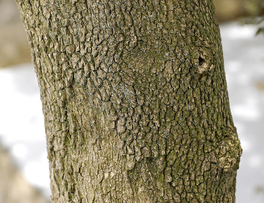 bark