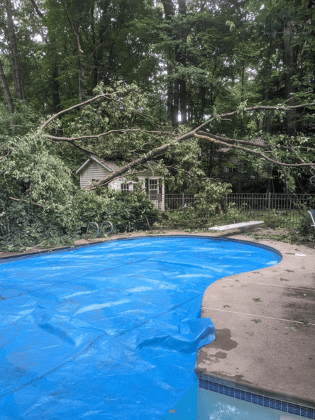 fallen oak tree