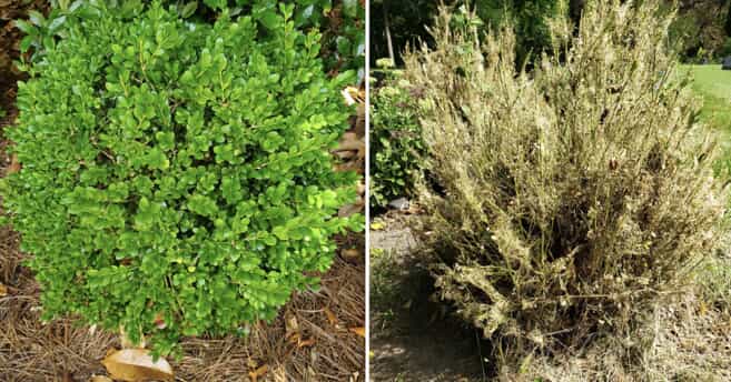 Above: A side by side comparison of a healthy boxwood before and after a BTM infestation.