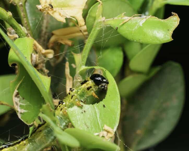 Below: A BTM caterpillar feeding on a boxwood leaf.