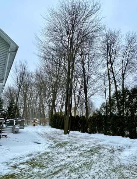 trees in winter