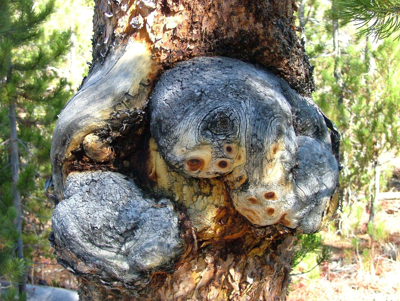 What Causes a Burl on a Tree in Charlotte, NC?