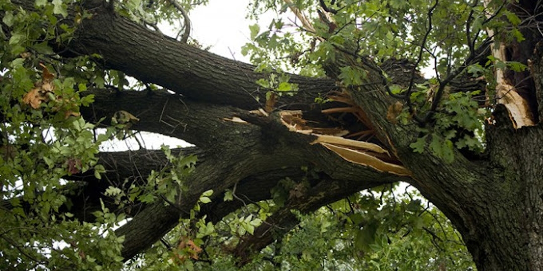 How Much Wind Can a Tree Withstand in Nashville, TN?