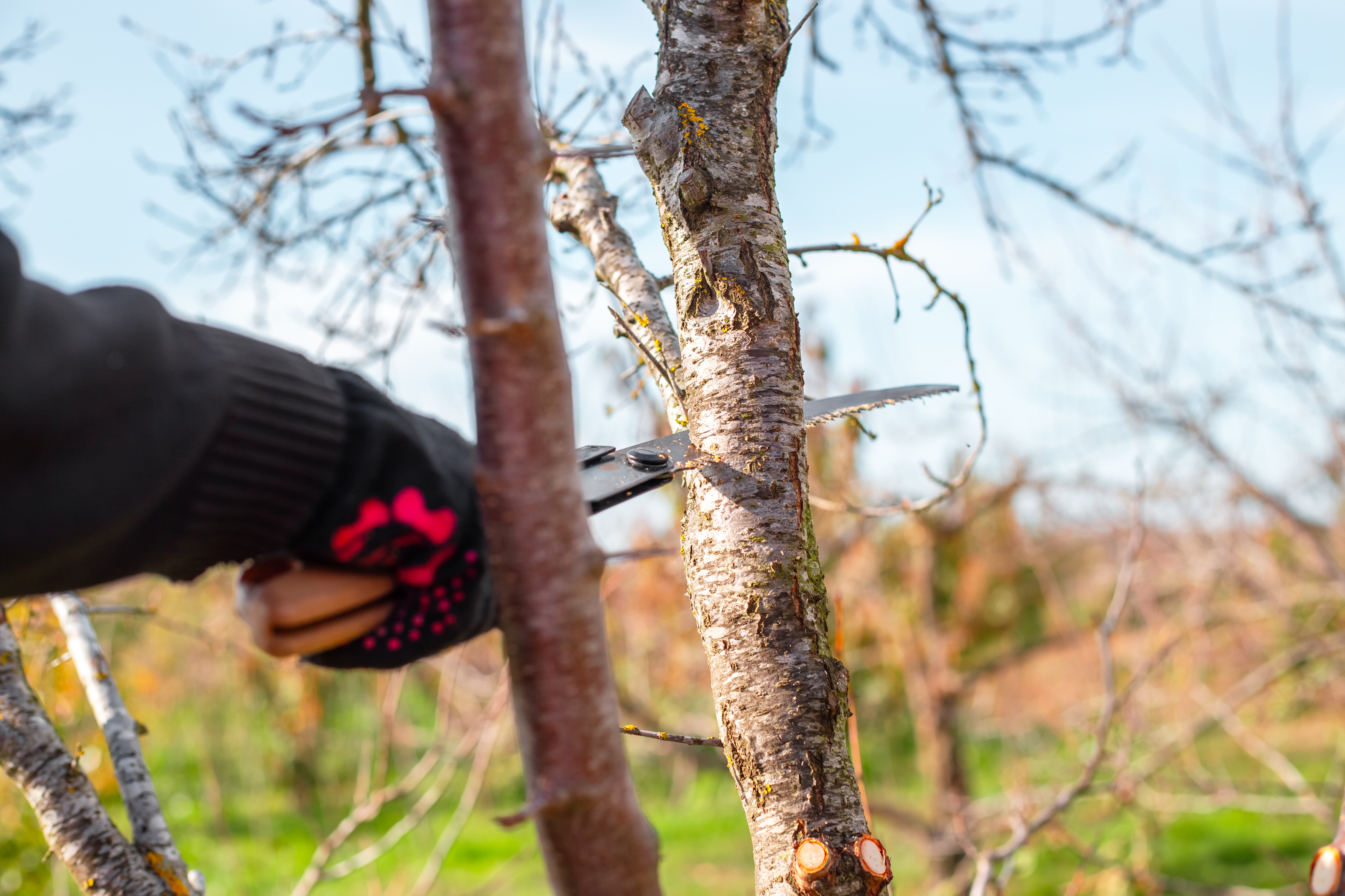 Tree Trimming for HOA Compliance: A Guide for Northwest Houston Neighborhoods