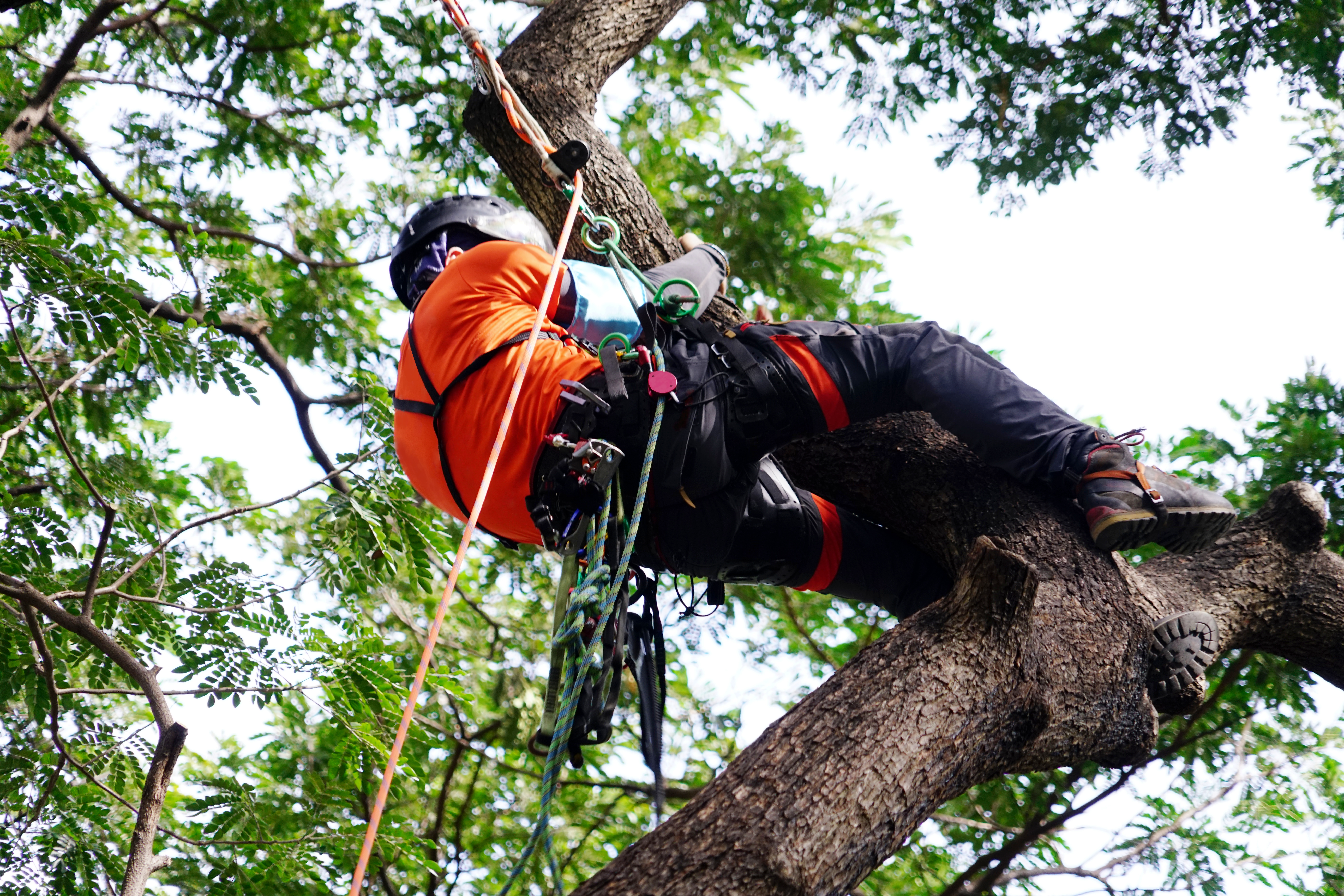 Certified Arborists in Champions Park, TX