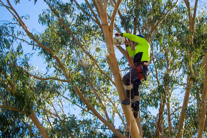Tree Services in Humble, TX: Enhancing Community Beauty and Safety