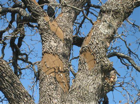 Expert Tree Care in La Grange: Why Certified Arborists Matter