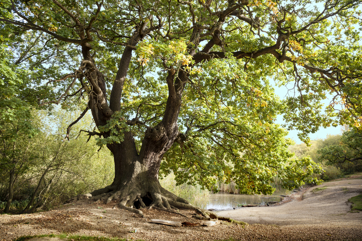 Benefits of Tree Trimming in Southeast Denver