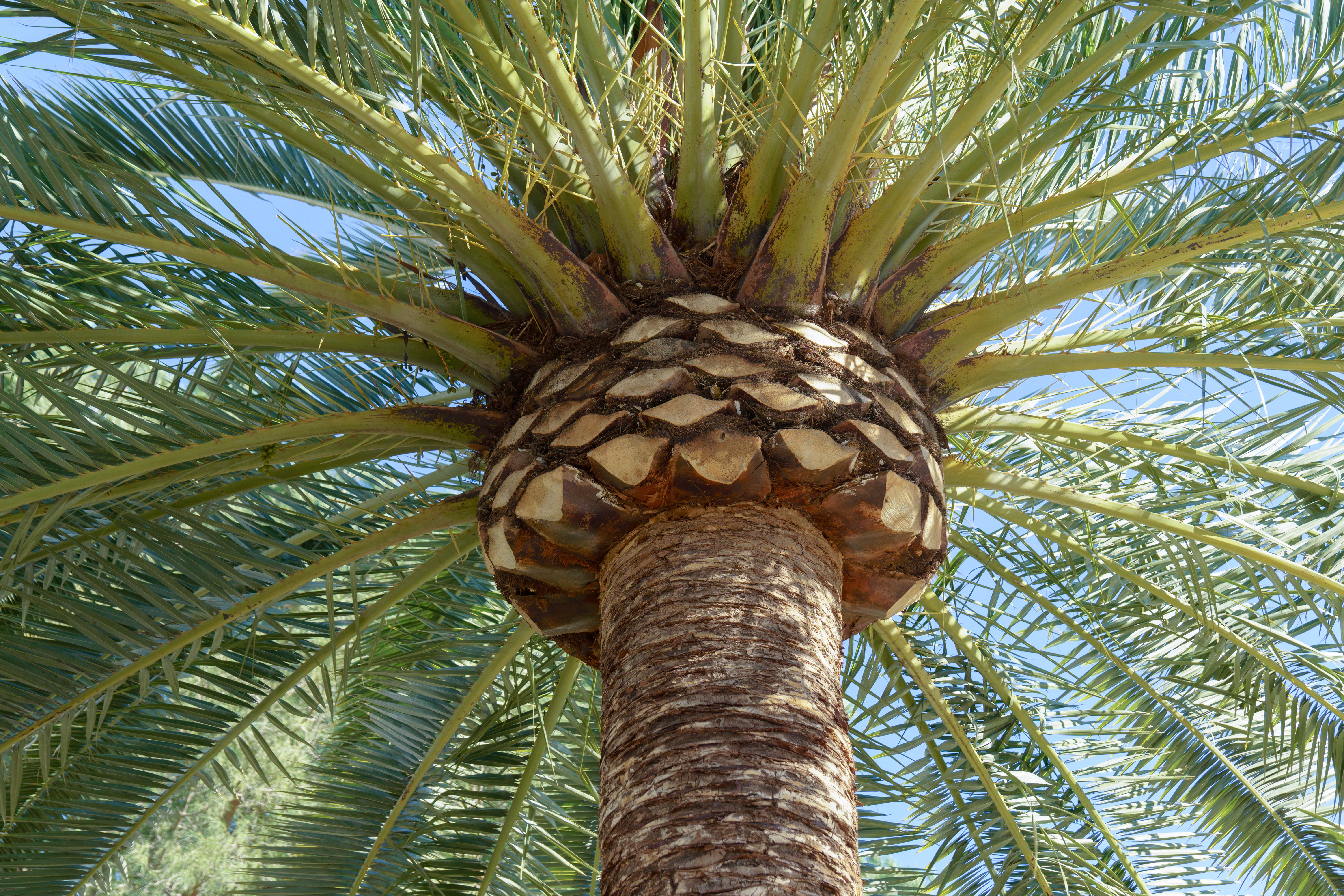 Essential Palm Tree Care Guide for Gulf Coast Properties