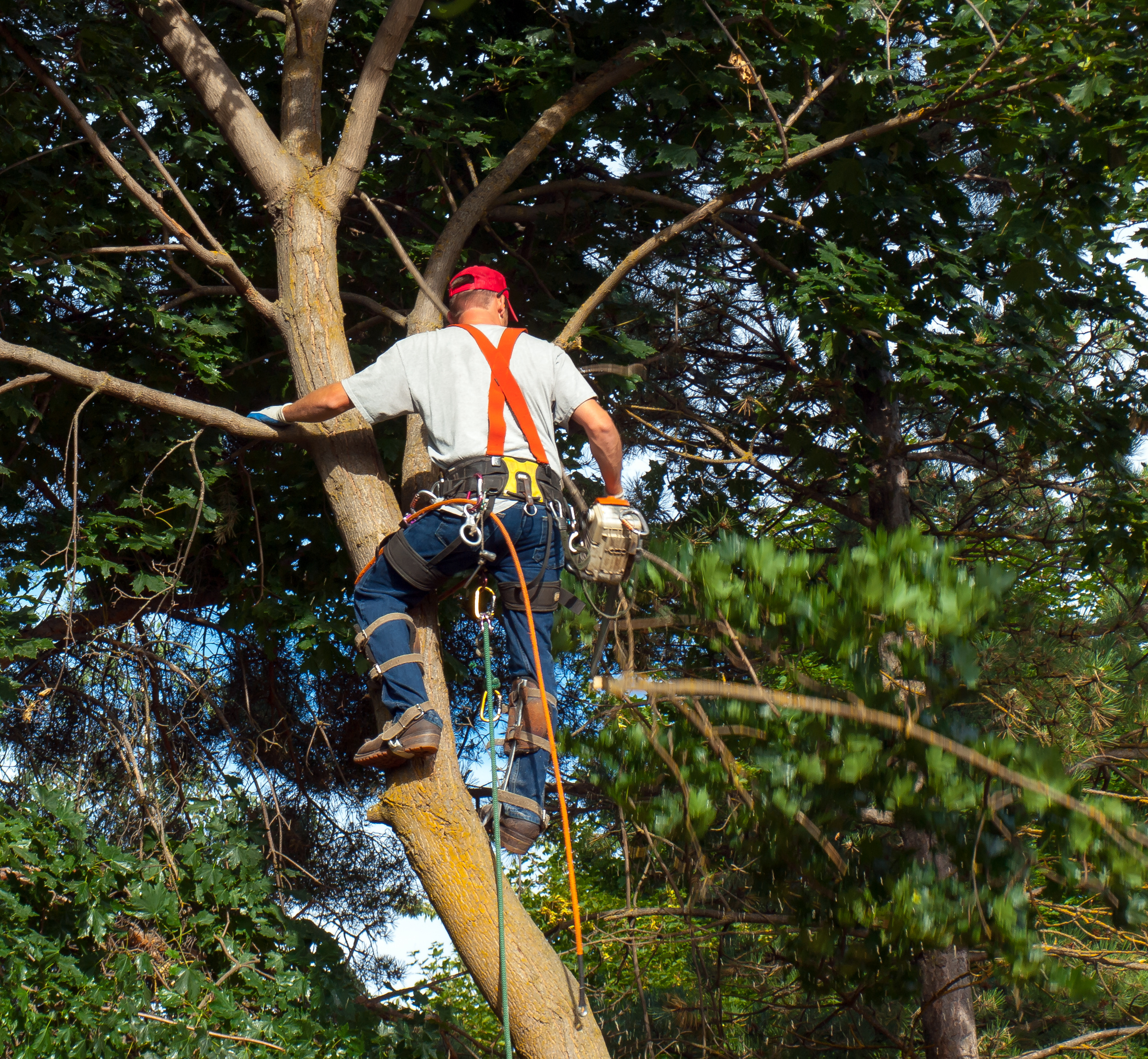 How Much Does Tree Trimming & Pruning Cost? Labor, Equipment & Cleanup Breakdown for Texas Gulf Coast