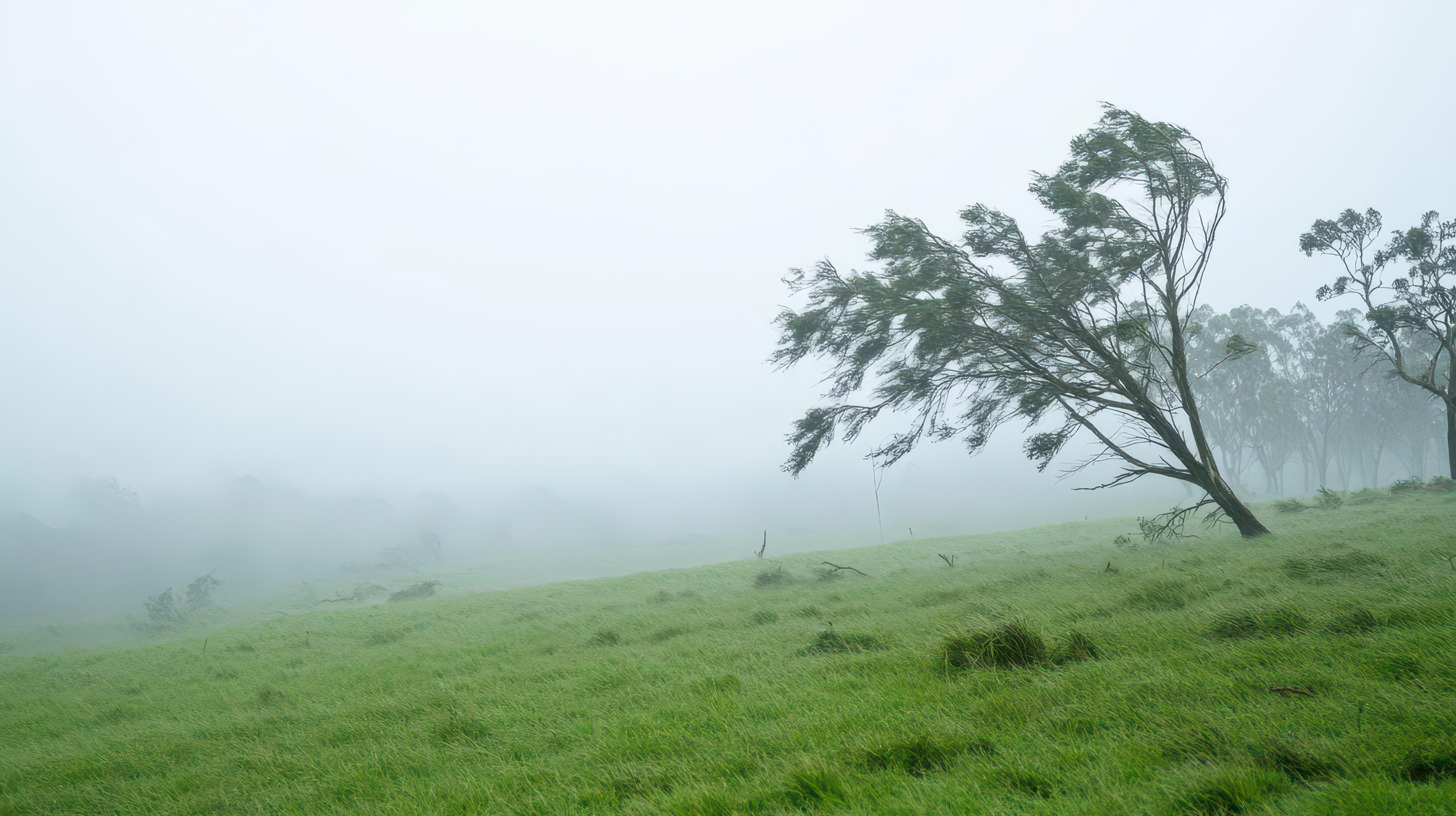 Hurricane Season Prep: Making Your Trees Storm-Ready Before the Storm Season