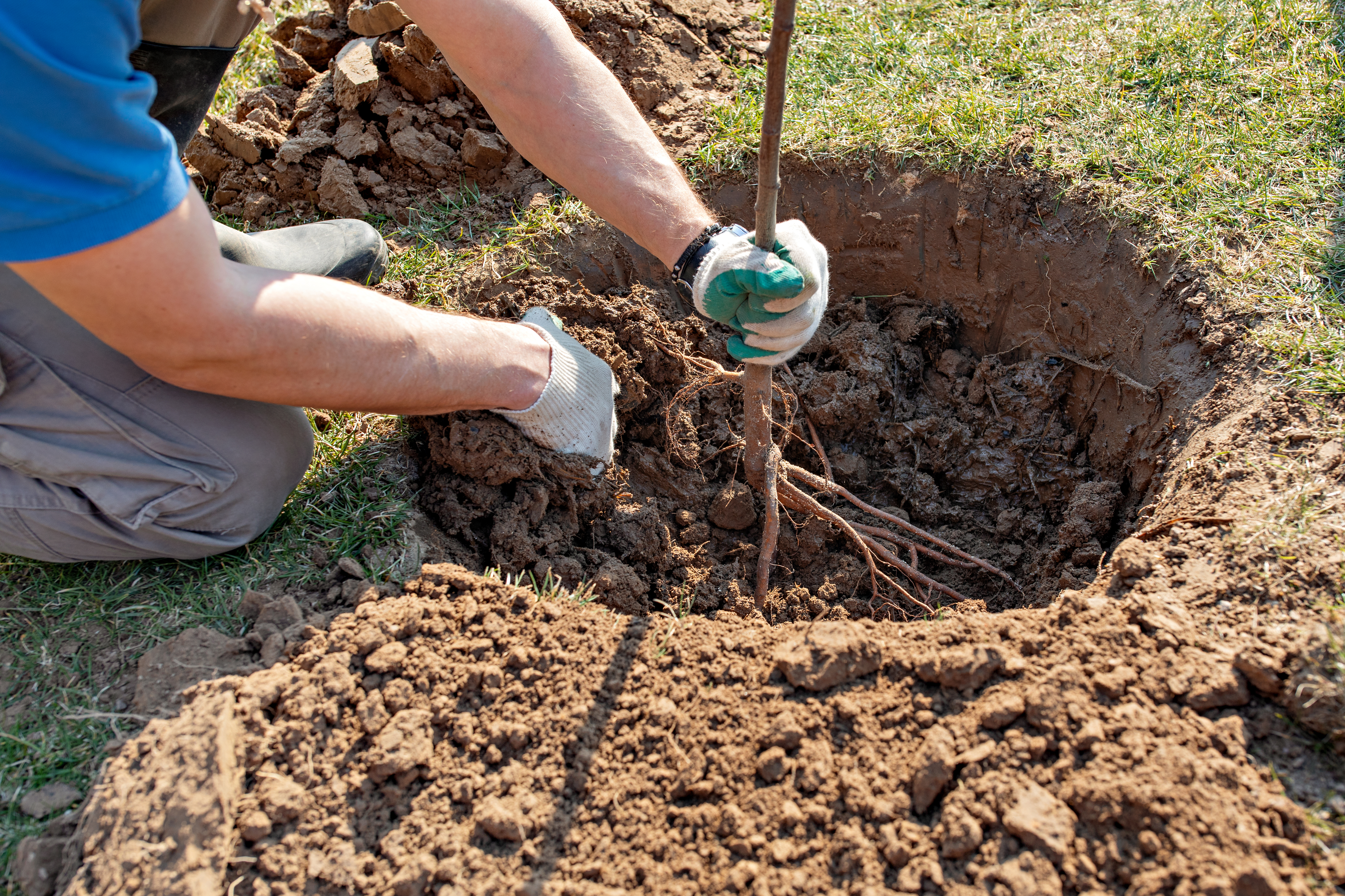 New Tree Planting Success: Expert Tips for Houston’s Climate