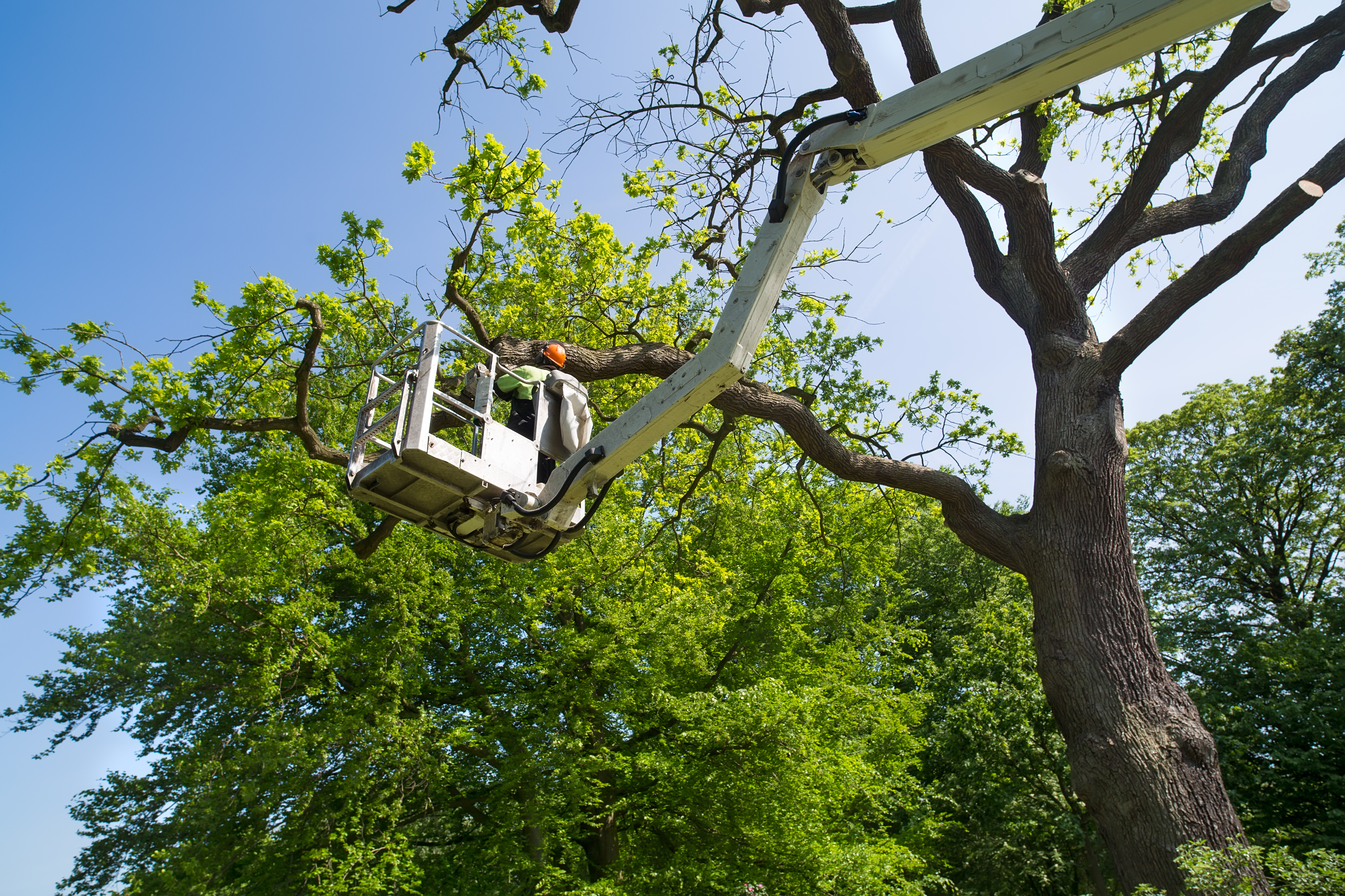 Spring-Ready Trees in Pasadena, TX: Early Pruning for Stronger, Healthier Trees