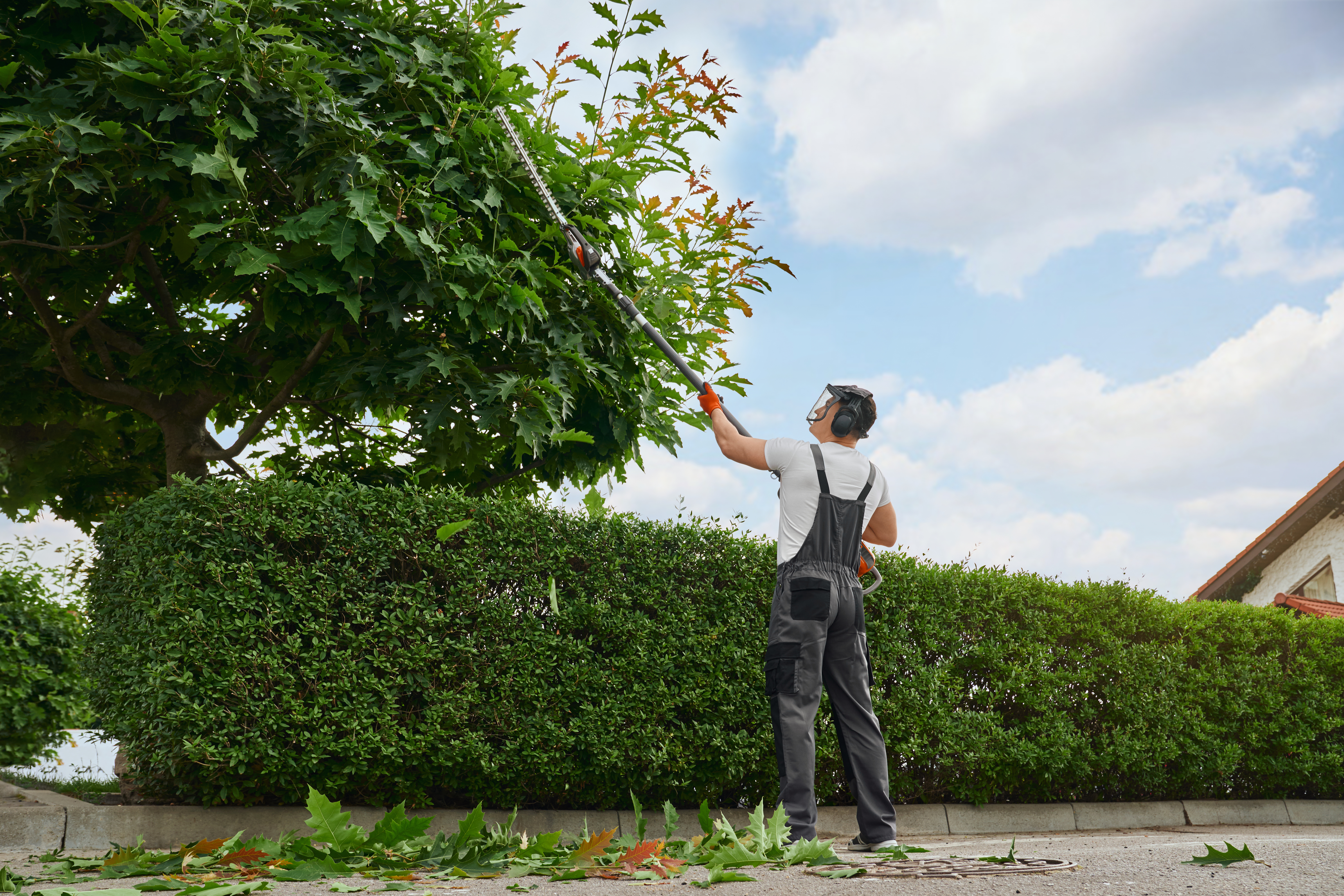 Commercial Tree Care: Boosting Property Value Through Expert Maintenance