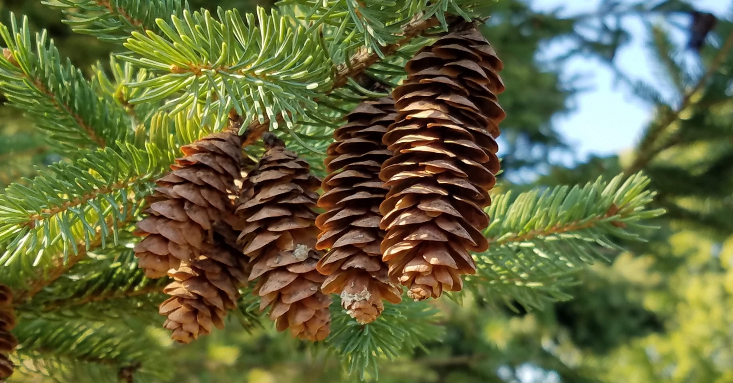 Tarrytown Conifers: A Guide for Westchester and Rockland County Homeowners