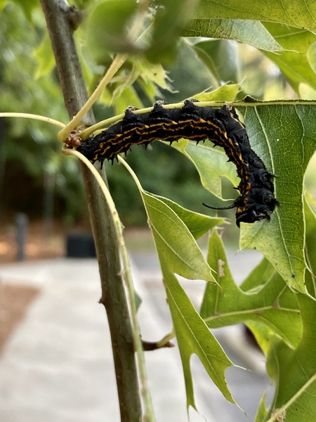 What is Killing Oak Trees in South Carolina?