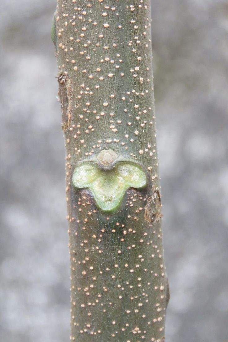 Understanding Leaf Scars on Trees in Grand Rapids, MI