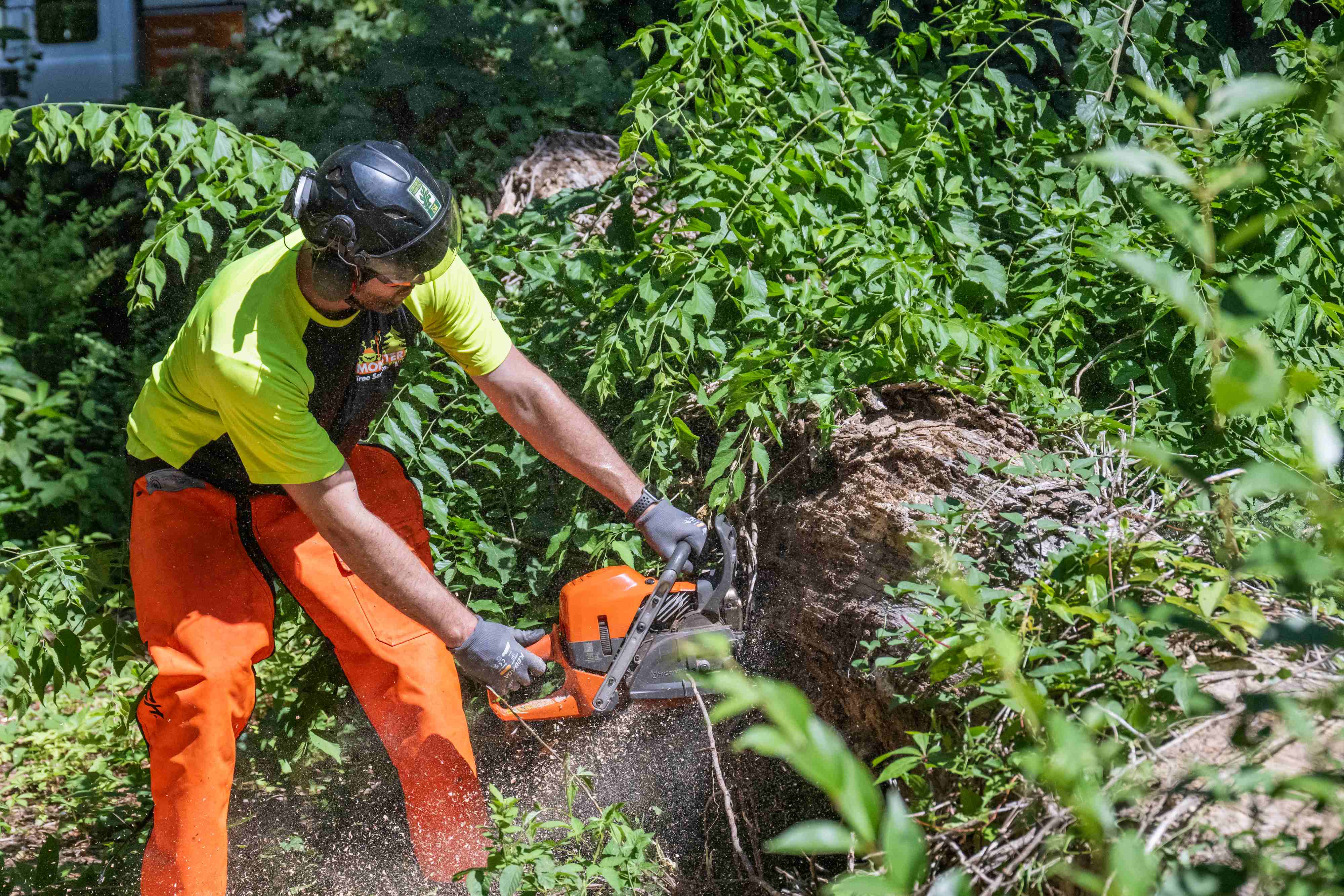 Helpful Tips For Aspiring Arborists