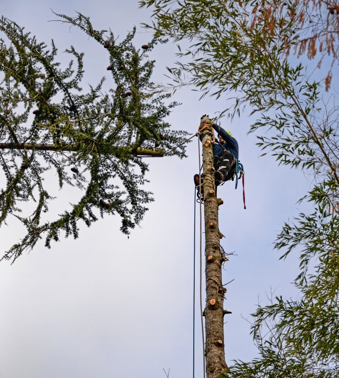 Native Texas Trees: Enhancing Brazos Valley Landscapes
