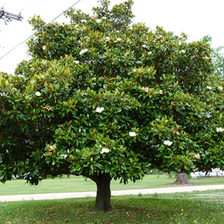 Best Trees to Plant for Atlanta Homeowners