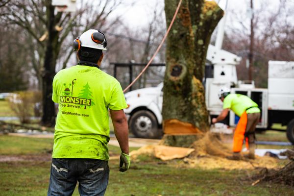 How to Remove a Tree Stump