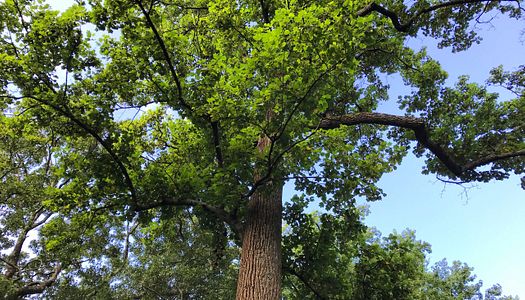 Top 50 Trees in Atlanta: A Comprehensive Guide for Homeowners